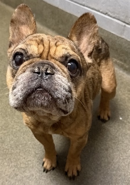 Shelter Stray Male Dog last seen NORTH PEARL ST, 2020 Forest St, Jacksonville, FL 32204, USA