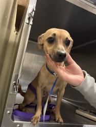 Shelter Stray Male Dog last seen S STATE ST /W FLORIDA AVE, HEMET, CA 92543, 581 S Grand Ave, San Jacinto, CA 92582, USA