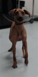 Shelter Stray Male Dog last seen Near BLOCK STONE WAY CT, FAYETTEVILLE NC 28301, 4704 Corporation Dr, Fayetteville, NC 28306, USA