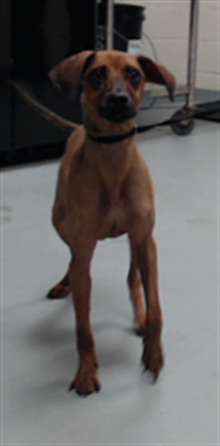 Shelter Stray Male Dog last seen Near BLOCK STONE WAY CT, FAYETTEVILLE NC 28301, 4704 Corporation Dr, Fayetteville, NC 28306, USA