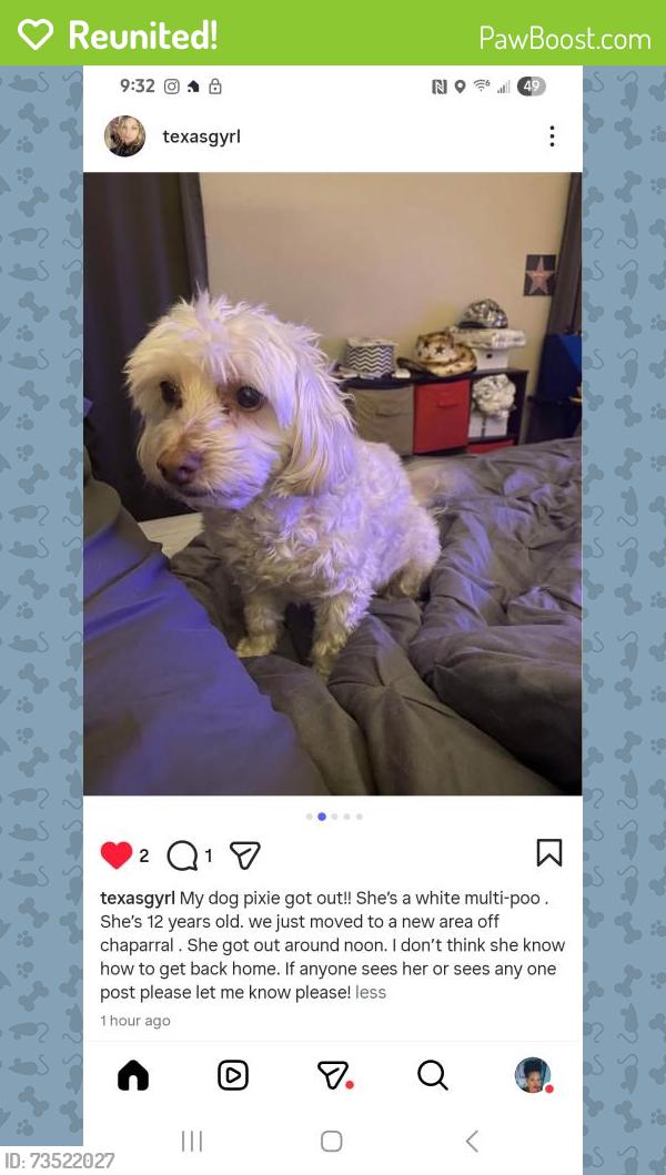 Reunited Female Dog last seen Chaparral Rd, Killeen, TX 76541