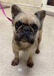 Shelter Stray Female Dog last seen Near BLOCK BRIDGEPOINT CT, RIVERSIDE CA 92505, 6851 Van Buren Boulevard, Jurupa Valley, CA 92509, USA