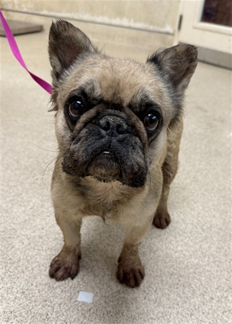 Shelter Stray Female Dog last seen Near BLOCK BRIDGEPOINT CT, RIVERSIDE CA 92505, 6851 Van Buren Boulevard, Jurupa Valley, CA 92509, USA