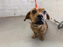 Shelter Stray Female Dog last seen SAN BERNARDINO VALLEY COLLEGE, 333 Chandler Pl, San Bernardino, CA 92408, USA