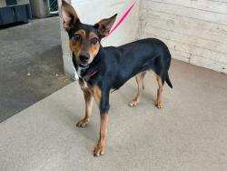 Shelter Stray Female Dog last seen Near BLOCK WESTERN AVE, 333 Chandler Pl, San Bernardino, CA 92408, USA