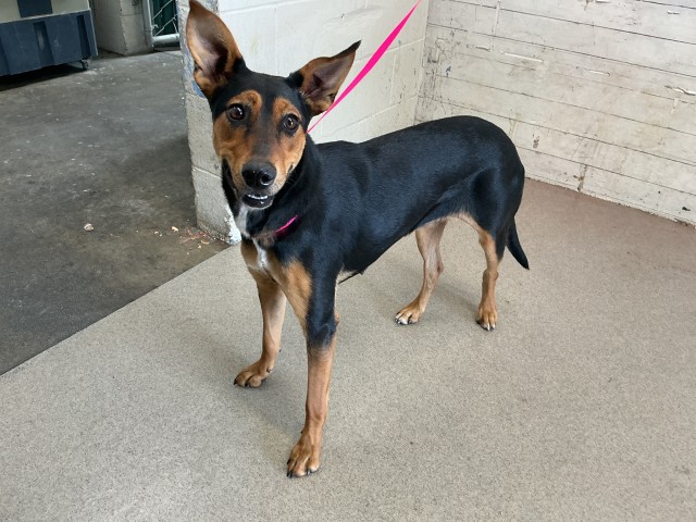Shelter Stray Female Dog last seen Near BLOCK WESTERN AVE, 333 Chandler Pl, San Bernardino, CA 92408, USA