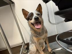 Shelter Stray Male Dog last seen , 4000 N Silverbell Rd, Tucson, AZ 85745, USA