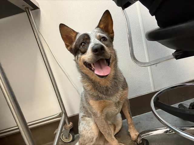 Shelter Stray Male Dog last seen , 4000 N Silverbell Rd, Tucson, AZ 85745, USA