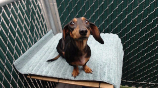 Shelter Stray Male Dog last seen , 11258 Garfield Ave, Downey, CA 90242, USA