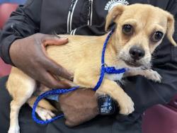 Shelter Stray Male Dog last seen LAS, 3599 NW 79th Ave, Doral, FL 33122, USA