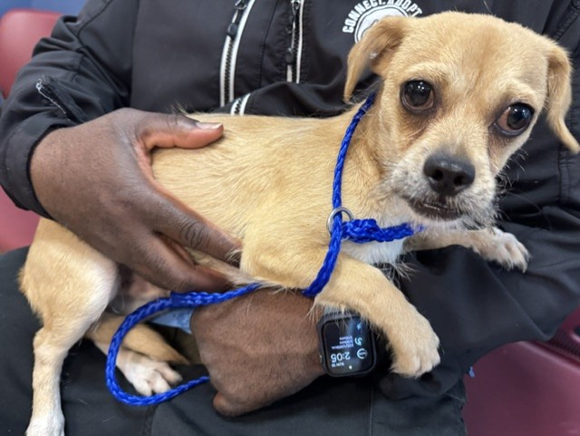 Shelter Stray Male Dog last seen LAS, 3599 NW 79th Ave, Doral, FL 33122, USA