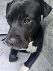 Shelter Stray Male Dog last seen Near BLOCK BAYBERRY LN, TAMARAC FL 33319, 2400 SW 42nd St, Fort Lauderdale, FL 33312, USA