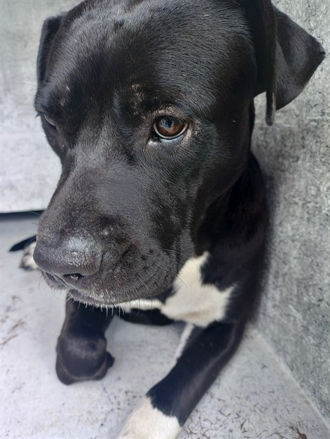 Shelter Stray Male Dog last seen Near BLOCK BAYBERRY LN, TAMARAC FL 33319, 2400 SW 42nd St, Fort Lauderdale, FL 33312, USA