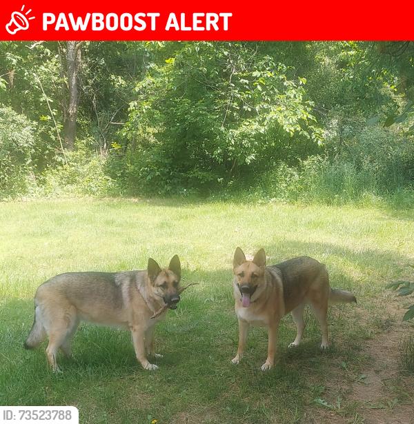 Lost Female Dog last seen Coldwater & Elba rd., Oregon Township, MI 48446