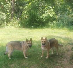 Lost Female Dog last seen Coldwater & Elba rd., Oregon Township, MI 48446