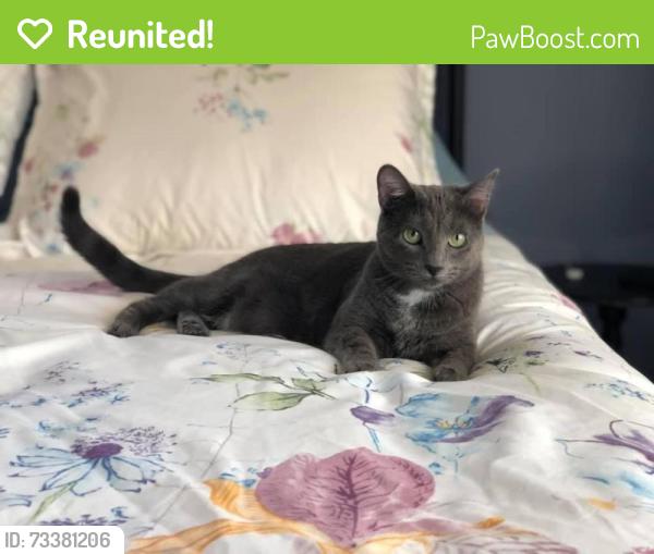 Reunited Female Cat last seen Kingswood Way and Walden Drive, Sioux Falls, SD 57106