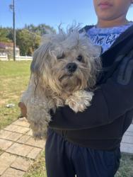 Reunited Male Dog last seen Ellis Jackson/ Camden road area, Fayetteville, NC 28306