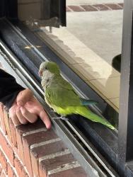 Found/Stray Unknown Bird last seen cherry road, West Palm Beach, FL 33409