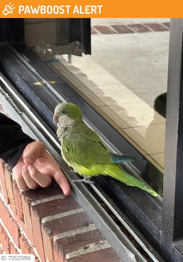 Found/Stray Unknown Bird last seen cherry road, West Palm Beach, FL 33409