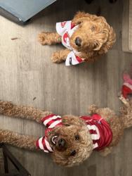 Reunited Male Dog last seen Roseville civic center, Roseville, CA 95678