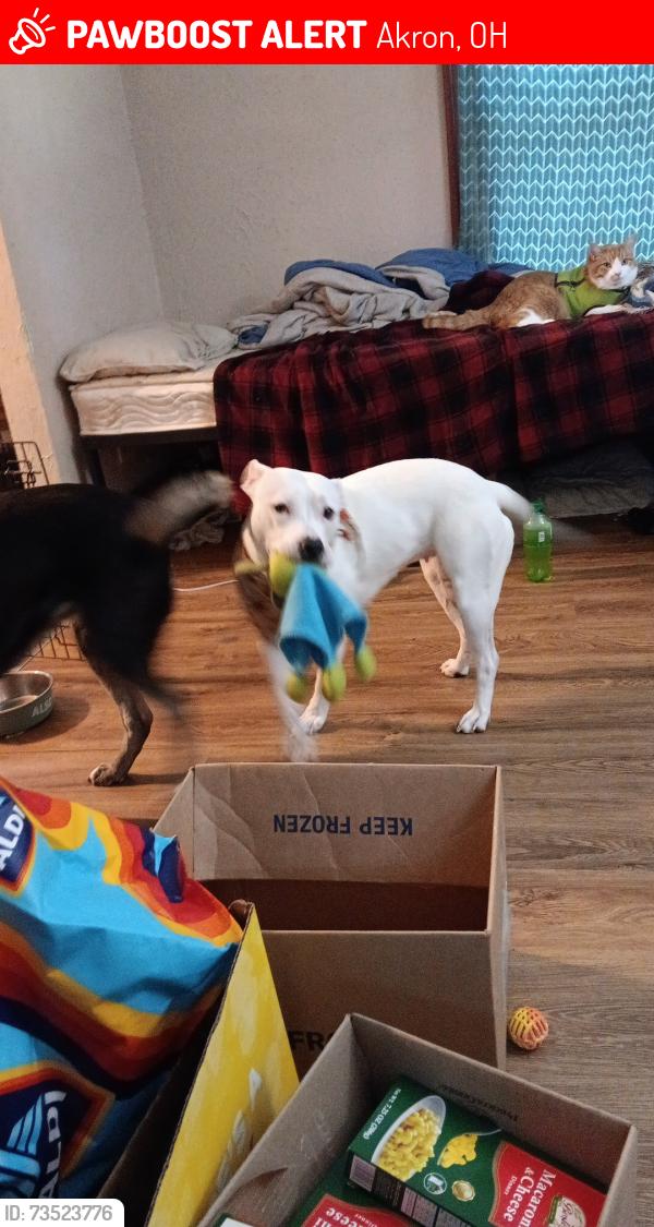 Lost Female Dog last seen E archwood ave, Akron, OH 44301