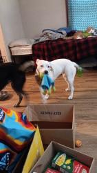 Lost Female Dog last seen E archwood ave, Akron, OH 44301