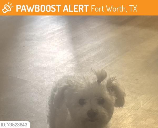 Found/Stray Unknown Dog last seen Berry Fort Worth 76110, Fort Worth, TX 76115