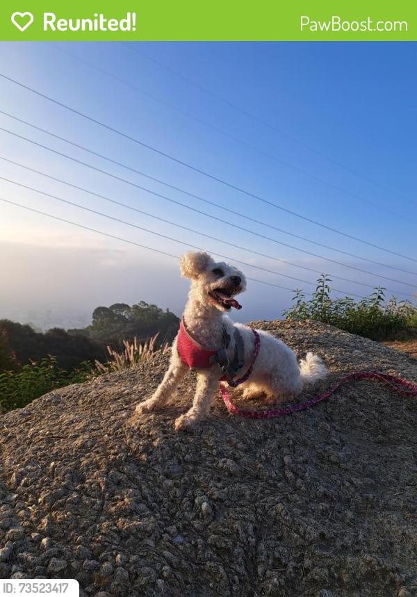 Reunited Female Dog last seen Franklin st, Los Angeles, CA 90046