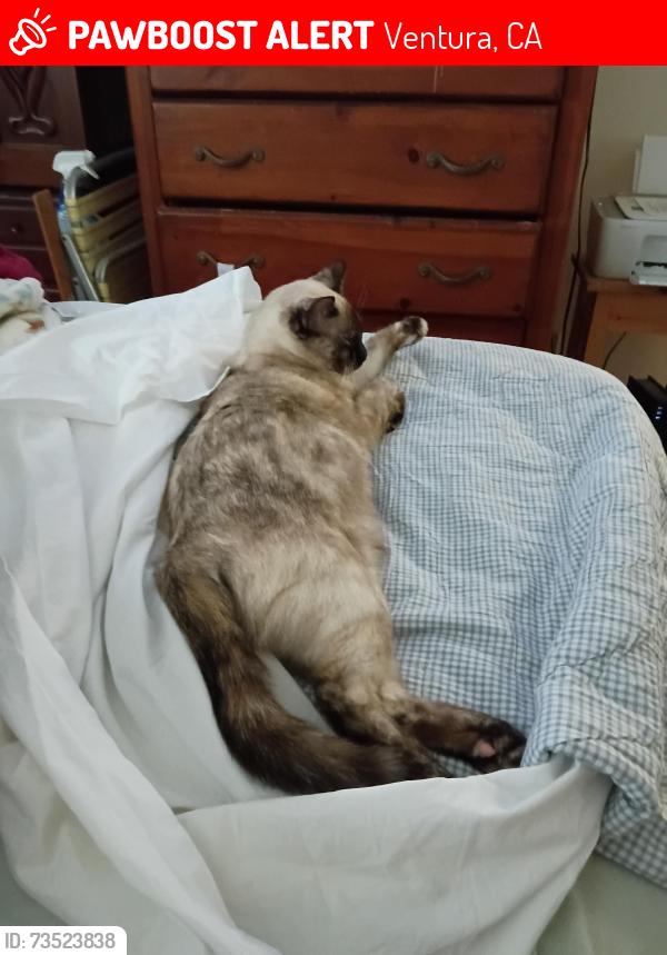 Lost Female Cat last seen Jasper, Ventura, CA 93004