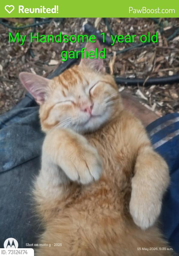 Reunited Male Cat last seen renton skate park and cedar river trail, Renton, WA 98057