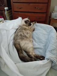 Lost Female Cat last seen Jasper, Ventura, CA 93004