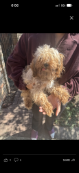 Lost Female Dog last seen Shin Oak Drive, Live Oak, Tx, Usa, Live Oak, TX 78233