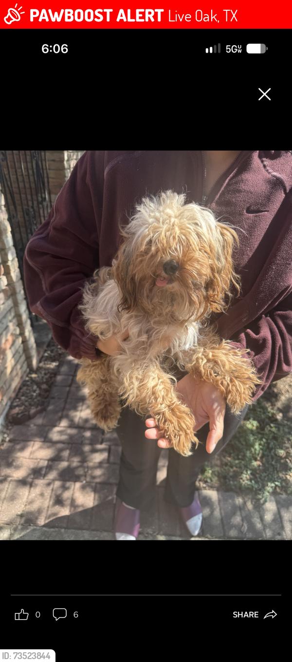 Lost Female Dog last seen Shin Oak Drive, Live Oak, Tx, Usa, Live Oak, TX 78233