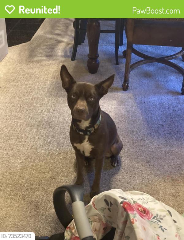 Reunited Female Dog last seen Se 50th st and Republic Dr, Oklahoma City, OK 73129