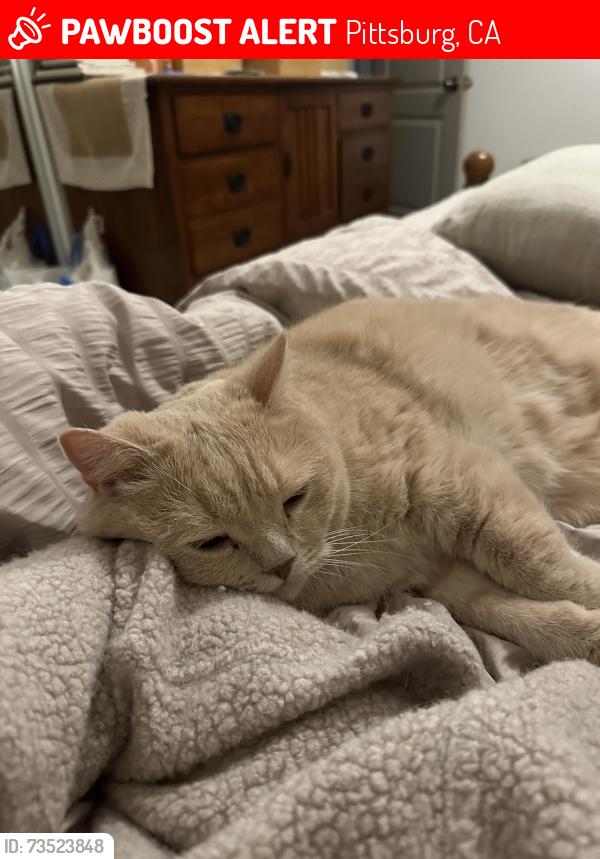 Lost Male Cat last seen Near Crestview Dr, Pittsburg, CA 94565, Pittsburg, CA 94565