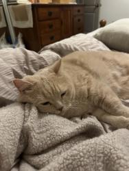 Lost Male Cat last seen Near Crestview Dr, Pittsburg, CA 94565, Pittsburg, CA 94565