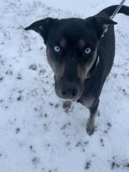 Reunited Female Dog last seen E Archwood ave, Akron, OH 44301