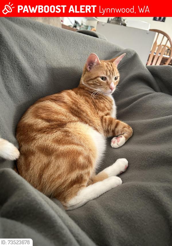 Lost Male Cat last seen Taste of India, Seattle, WA 98115