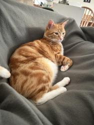 Lost Male Cat last seen Taste of India, Seattle, WA 98115