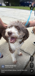 Reunited Female Dog last seen Betty and Ardmore, Goldenrod, FL 32792