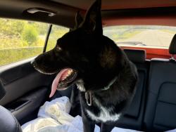 Lost Male Dog last seen Dickson, Tennessee, Dickson, TN 37055
