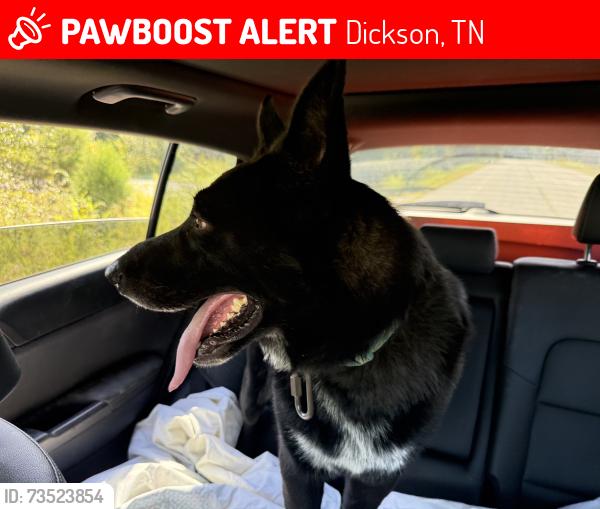 Lost Male Dog last seen Dickson, Tennessee, Dickson, TN 37055