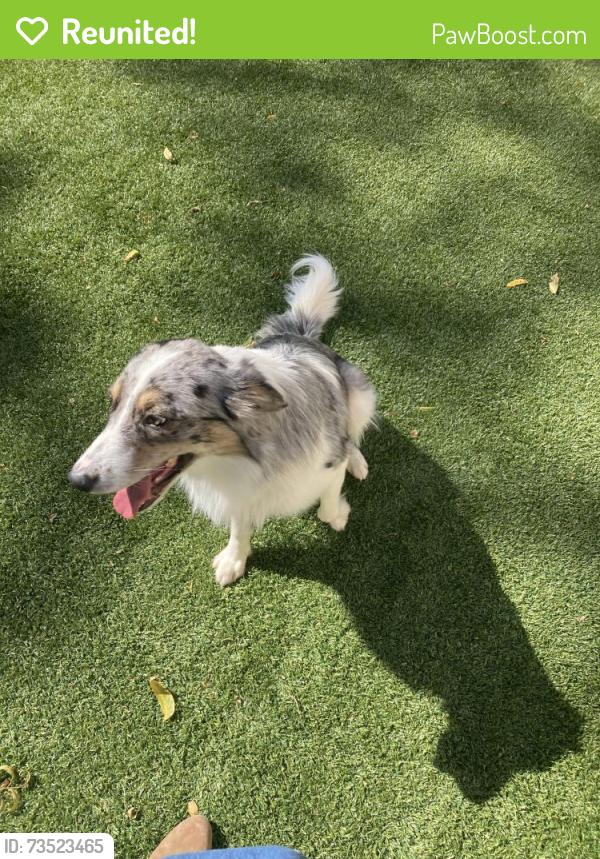 Reunited Male Dog last seen 50th st and republic Drive, Oklahoma City, OK 73129