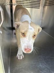 Shelter Stray Female Dog last seen Near DONALEE ST, Central District, TX, 355 Hillshire Dr, Haslet, TX 76052, USA
