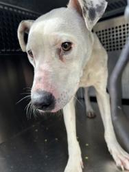Shelter Stray Male Dog last seen Near DONALEE ST, Central District, TX, 355 Hillshire Dr, Haslet, TX 76052, USA