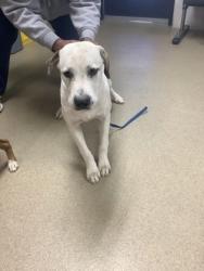 Shelter Stray Male Dog last seen , , TX, 355 Hillshire Dr, Haslet, TX 76052, USA