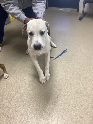 Shelter Stray Male Dog last seen , , TX, 355 Hillshire Dr, Haslet, TX 76052, USA