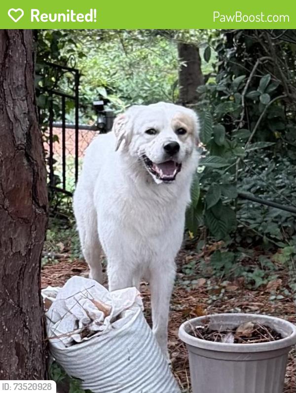Reunited Male Dog last seen Kipling Dr & Devine St, Columbia, SC 29205