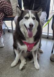 Shelter Stray Female Dog last seen Near Western Center Blvd, North District, TX, 355 Hillshire Dr, Haslet, TX 76052, USA