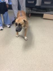 Shelter Stray Female Dog last seen , , TX, 355 Hillshire Dr, Haslet, TX 76052, USA